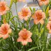 Hemerocallis Every Rose